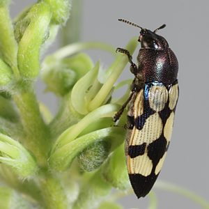 Castiarina kiatae, PL2630B, on Grevillea pterosperma, EP